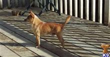 Chihuahua