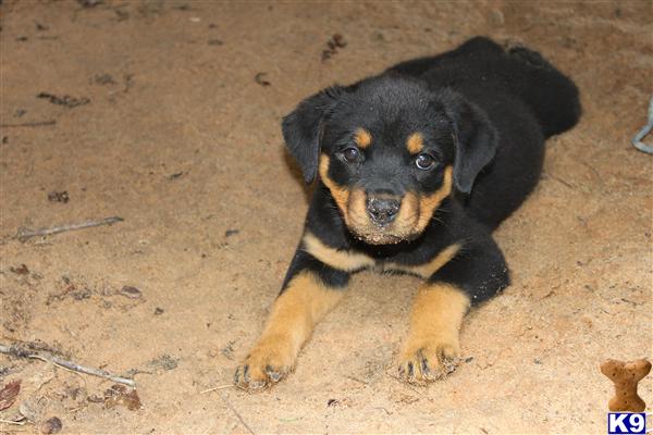 rottweiler puppies for sale in arkansas rottweiler puppies for sale in arkansas rottweiler puppies for sale in arkansas rottweiler puppies for sale in arkansas