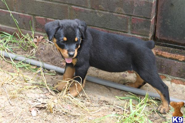 rottweiler puppies in arkansas rottweiler puppies photo by import rottweiler puppies for sale now breeds picture rottweiler puppies in arkansas rottweiler puppies photo by import rottweiler puppies for sale now breeds picture