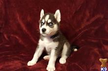 siberian husky puppy posted by LinzSchaw