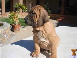 fila brasileiro puppy posted by Lionsden