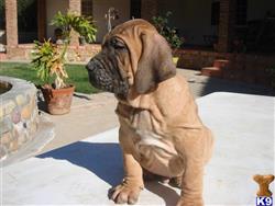 fila brasileiro price