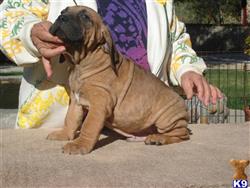 fila brasileiro puppy posted by Lionsden