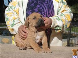 fila brasileiro puppy posted by Lionsden