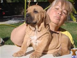 fila brasileiro puppy posted by Lionsden