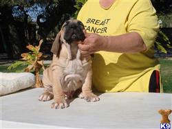 fila brasileiro puppy posted by Lionsden