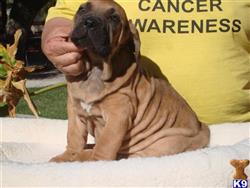 fila brasileiro puppy posted by Lionsden