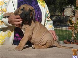 fila brasileiro puppy posted by Lionsden