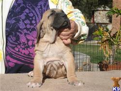fila brasileiro puppy posted by Lionsden