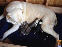 central asian shepherd puppy posted by Lisa5701
