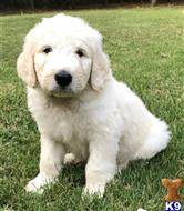 goldendoodles puppy posted by LisaHise