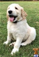 goldendoodles puppy posted by LisaHise