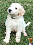 goldendoodles puppy posted by LisaHise