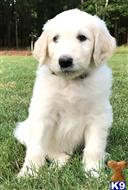 goldendoodles puppy posted by LisaHise