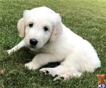 goldendoodles puppy posted by LisaHise