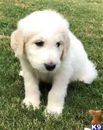 goldendoodles puppy posted by LisaHise