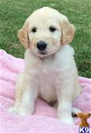 goldendoodles puppy posted by LisaHise