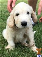 goldendoodles puppy posted by LisaHise