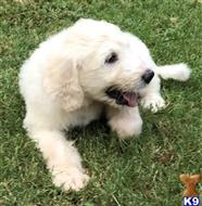 goldendoodles puppy posted by LisaHise