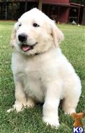 goldendoodles puppy posted by LisaHise