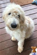 labradoodle puppy posted by LisaHise
