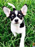 chihuahua puppy posted by Lisag22