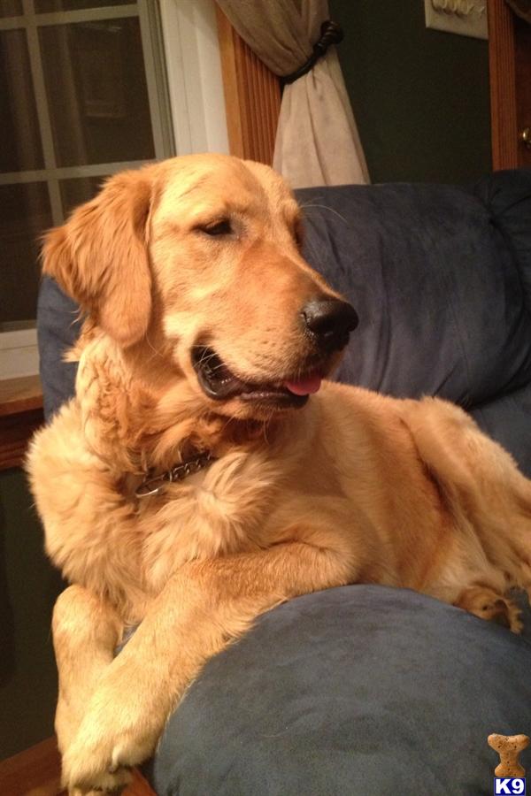 golden retriever stud fee golden retriever stud oakley 6 years golden retriever stud fee golden retriever stud oakley 6 years