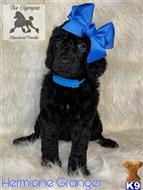 poodle puppy posted by Lixliz