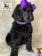 poodle puppy posted by Lixliz