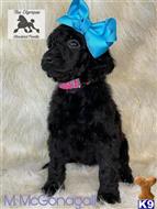 poodle puppy posted by Lixliz