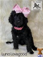 poodle puppy posted by Lixliz