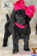 poodle puppy posted by Lixliz