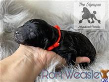 poodle puppy posted by Lixliz