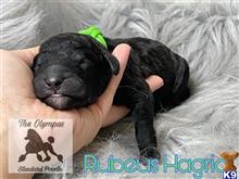 poodle puppy posted by Lixliz
