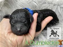 poodle puppy posted by Lixliz