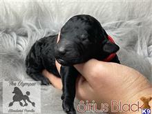 poodle puppy posted by Lixliz