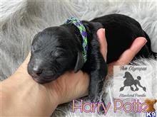 poodle puppy posted by Lixliz