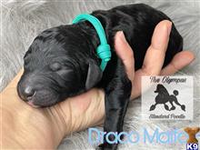 poodle puppy posted by Lixliz