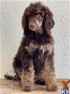 poodle puppy posted by Lixliz