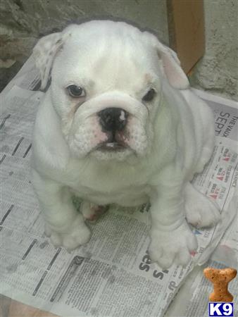 bulldog puppy posted by Lloydbenson79