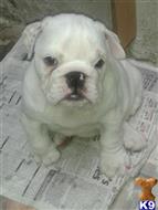 bulldog puppy posted by Lloydbenson79