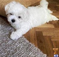 maltese puppy posted by LongBeach