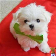 maltese puppy posted by LongBeach