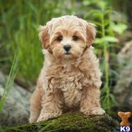 maltipoo puppy posted by LongBeach