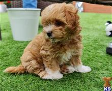 maltipoo puppy posted by LongBeach