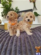 maltipoo puppy posted by LongBeach