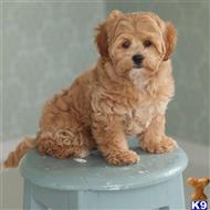 maltipoo puppy posted by LongBeach