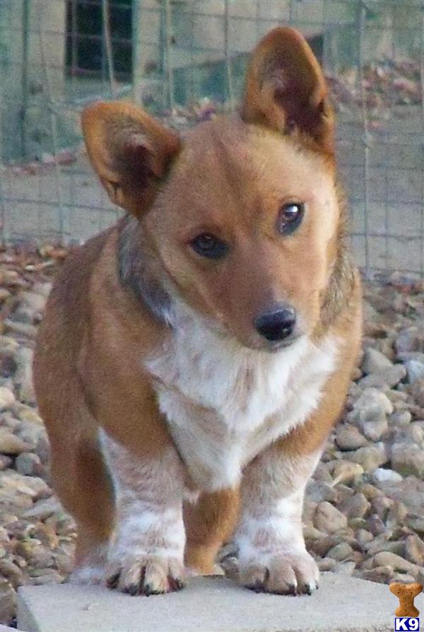 lookout farm corgi