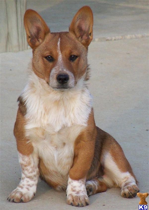 cowboy corgi puppy pembroke corgi puppy for sale cowboy corgi lookout farm 8 years cowboy corgi puppy pembroke corgi puppy for sale cowboy corgi lookout farm 8 years