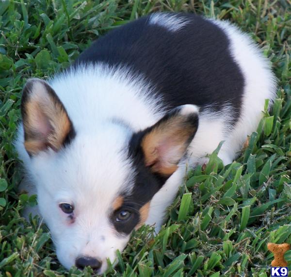 lookout farm corgi